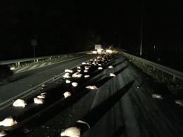 Mięso wysypało się z ciężarówki na drogę. Kierowca był pijany.