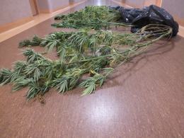 Dwaj Opolanie uprawiali konopie na łące