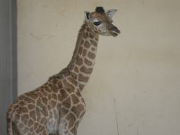 Żyrafa przyszła na świat w opolskim zoo