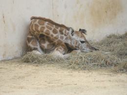 Żyrafa przyszła na świat w opolskim zoo