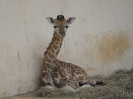 Żyrafa przyszła na świat w opolskim zoo