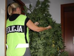 Dwaj mężczyźni założyli plantację konopi na leśnej polanie