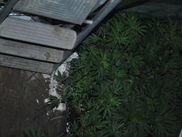 Plantacja konopi ukryta pod podłogą remontowanego domu