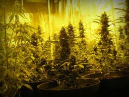 Zlikwidowana rekordowa plantacja konopi. Ponad 2300 krzewów wartych 4 mln zł.