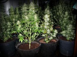 Zlikwidowana rekordowa plantacja konopi. Ponad 2300 krzewów wartych 4 mln zł.