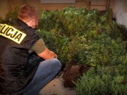 Zlikwidowana rekordowa plantacja konopi. Ponad 2300 krzewów wartych 4 mln zł.