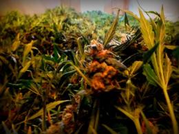 Zlikwidowana rekordowa plantacja konopi. Ponad 2300 krzewów wartych 4 mln zł.