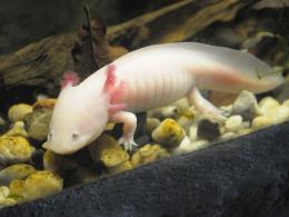 W opolskim zoo odbudowano pawilon płazów. Zobacz, jak wygląda!