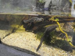 W opolskim zoo odbudowano pawilon płazów. Zobacz, jak wygląda!