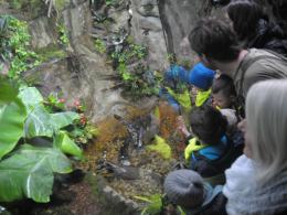 W opolskim zoo odbudowano pawilon płazów. Zobacz, jak wygląda!
