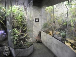 W opolskim zoo odbudowano pawilon płazów. Zobacz, jak wygląda!