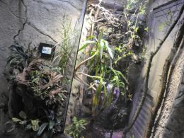 W opolskim zoo odbudowano pawilon płazów. Zobacz, jak wygląda!