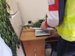 28-letni Opolanin uprawiał w mieszkaniu krzewy konopi indyjskich