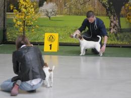 Blisko 3 tysiące psów w Centrum Wystawienniczo-Kongresowym