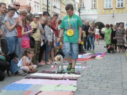 Parada Psów Rasy Mieszanej przeszła pod opolskim ratuszem
