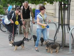 Parada Psów Rasy Mieszanej przeszła pod opolskim ratuszem