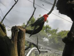 Papugi w opolskim zoo mają większą wolierę