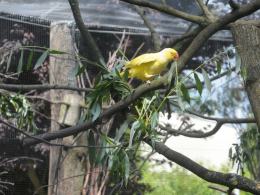 Papugi w opolskim zoo mają większą wolierę
