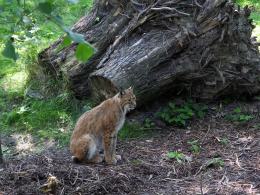Z opolskiego zoo uciekł ryś. Został złapany po 30 minutach.