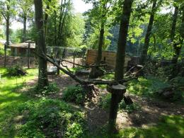 Koty z opolskiego zoo mają nowy wybieg