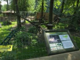 Koty z opolskiego zoo mają nowy wybieg