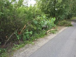 Zasłabł za kierownicą i wjechał w drzewo