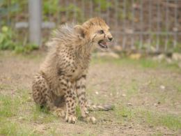 Kolejne gepardy urodziły się w opolskim zoo. Stanowią 2% światowej populacji.