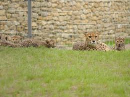 Kolejne gepardy urodziły się w opolskim zoo. Stanowią 2% światowej populacji.