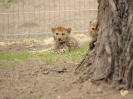 Kolejne gepardy urodziły się w opolskim zoo. Stanowią 2% światowej populacji.