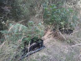 Plantacja konopi indyjskich na nieużytkach. 38-latek z zarzutami.
