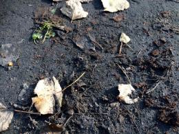 O krok od tragedii w Nysie. Cztery niewybuchy na drodze.