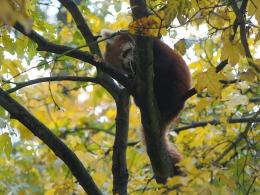 W opolskim zoo urodziły się 2 pandy rude