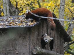 W opolskim zoo urodziły się 2 pandy rude