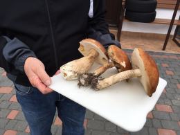 Opolskie lasy są pełne grzybów