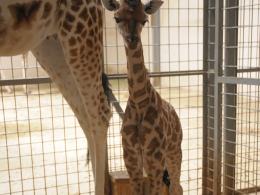 Żyrafa przyszła na świat w opolskim ZOO