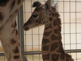 Żyrafa przyszła na świat w opolskim ZOO