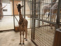 Żyrafa przyszła na świat w opolskim ZOO