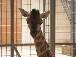 Żyrafa przyszła na świat w opolskim ZOO