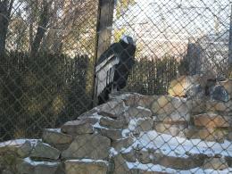 ZOO może być atrakcyjne również zimą