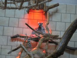 ZOO może być atrakcyjne również zimą