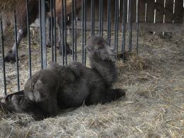 Wiosenka przyszła na świat w opolskim ZOO