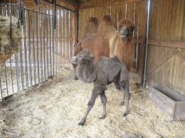 Wiosenka przyszła na świat w opolskim ZOO