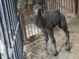 Wiosenka przyszła na świat w opolskim ZOO