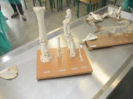 "Gzowski" jako pierwszy w Opolu kształci techników weterynarii