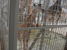 Nowa żyrafa przyszła na świat w opolskim ZOO