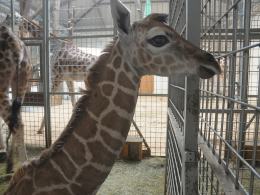 Nowa żyrafa przyszła na świat w opolskim ZOO