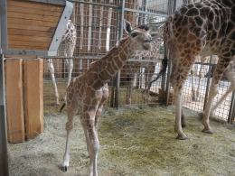 Nowa żyrafa przyszła na świat w opolskim ZOO