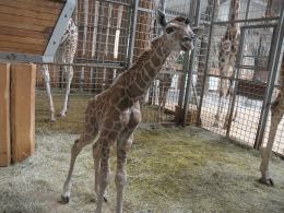 Nowa żyrafa przyszła na świat w opolskim ZOO