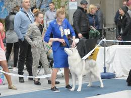 Ponad 4000 psów przyjechało do Opola