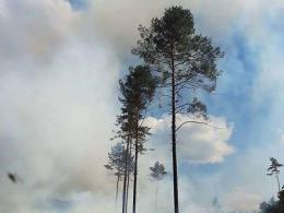 Strażacy walczą z pożarem lasu pod Szumiradem